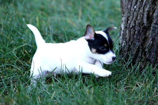 Jack russell terrier Kokos Alex - Alex som hvalp billede 28