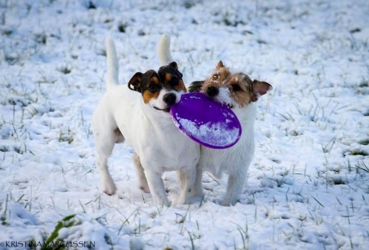 Jack russell terrier Kokos Alex - Alex og Milo (far)  billede 7