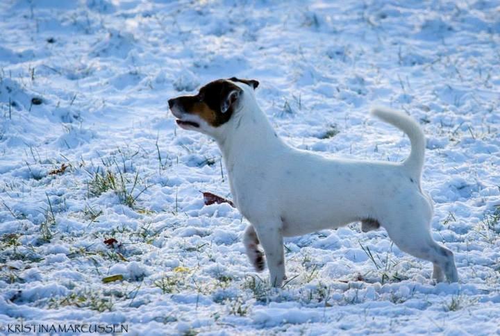 Jack russell terrier Kokos Alex - Alex  billede 8