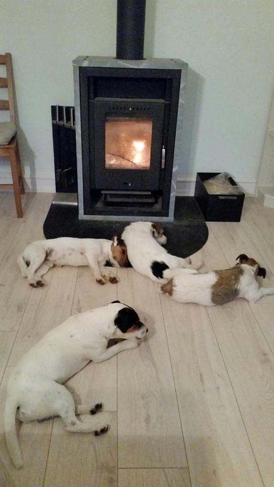 Jack russell terrier Kokos Alex - Alex med mor Nanna, far Milo og tante Luna billede 22