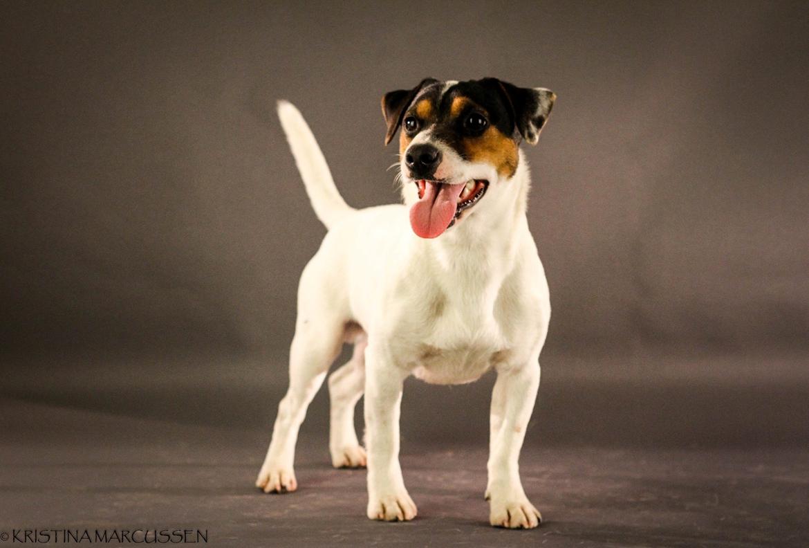 Jack russell terrier Kokos Alex - Alex feb. 2015 billede 4