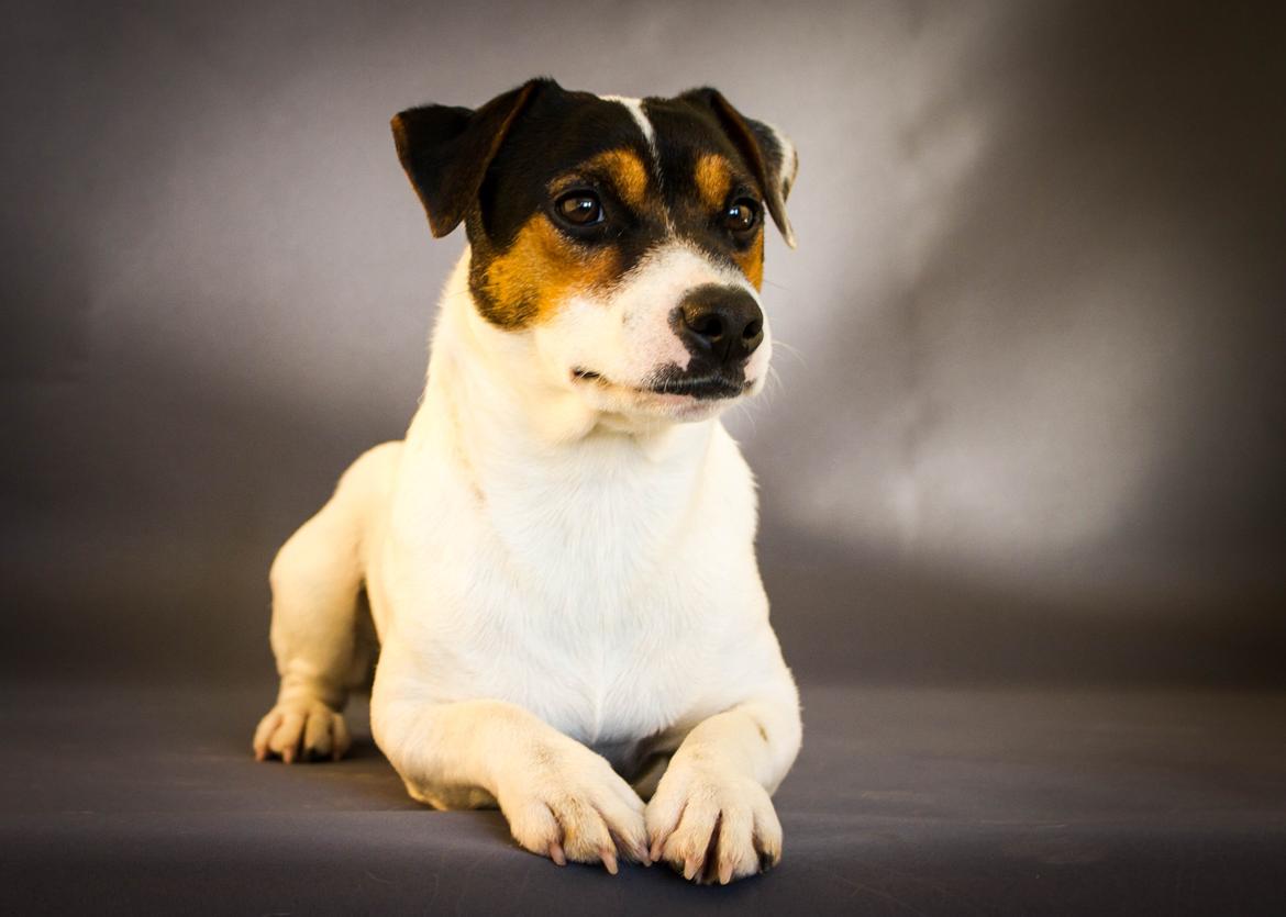 Jack russell terrier Kokos Alex - Alex feb. 2015 billede 2