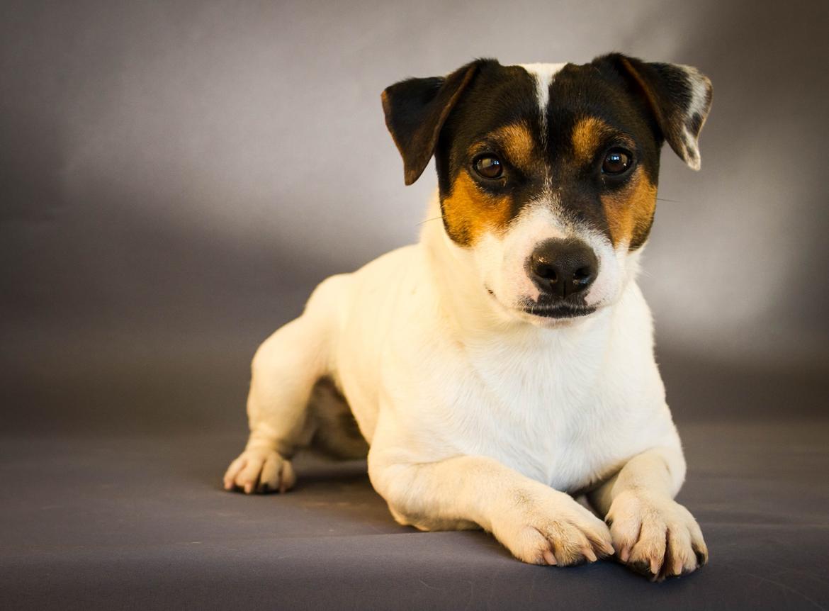 Jack russell terrier Kokos Alex - Alex feb. 2015 billede 1
