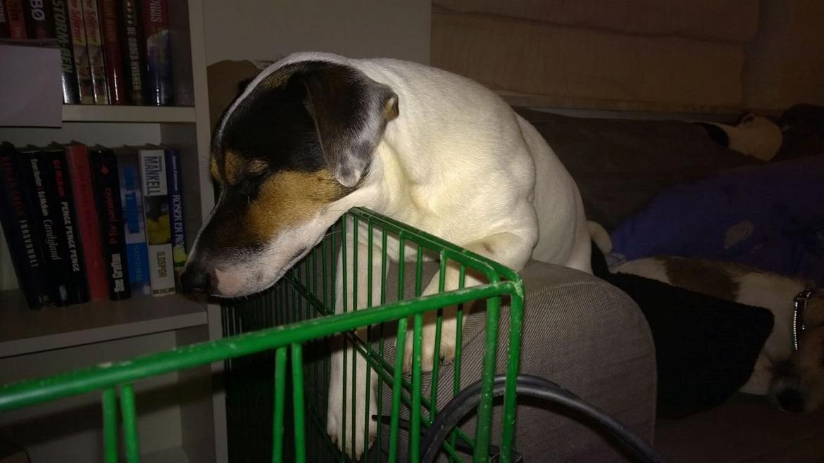 Jack russell terrier Kokos Alex - en træt Alex billede 24