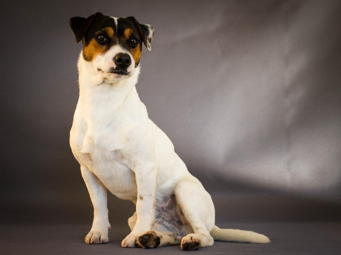 Jack russell terrier Kokos Alex - Alex feb. 2015 billede 3