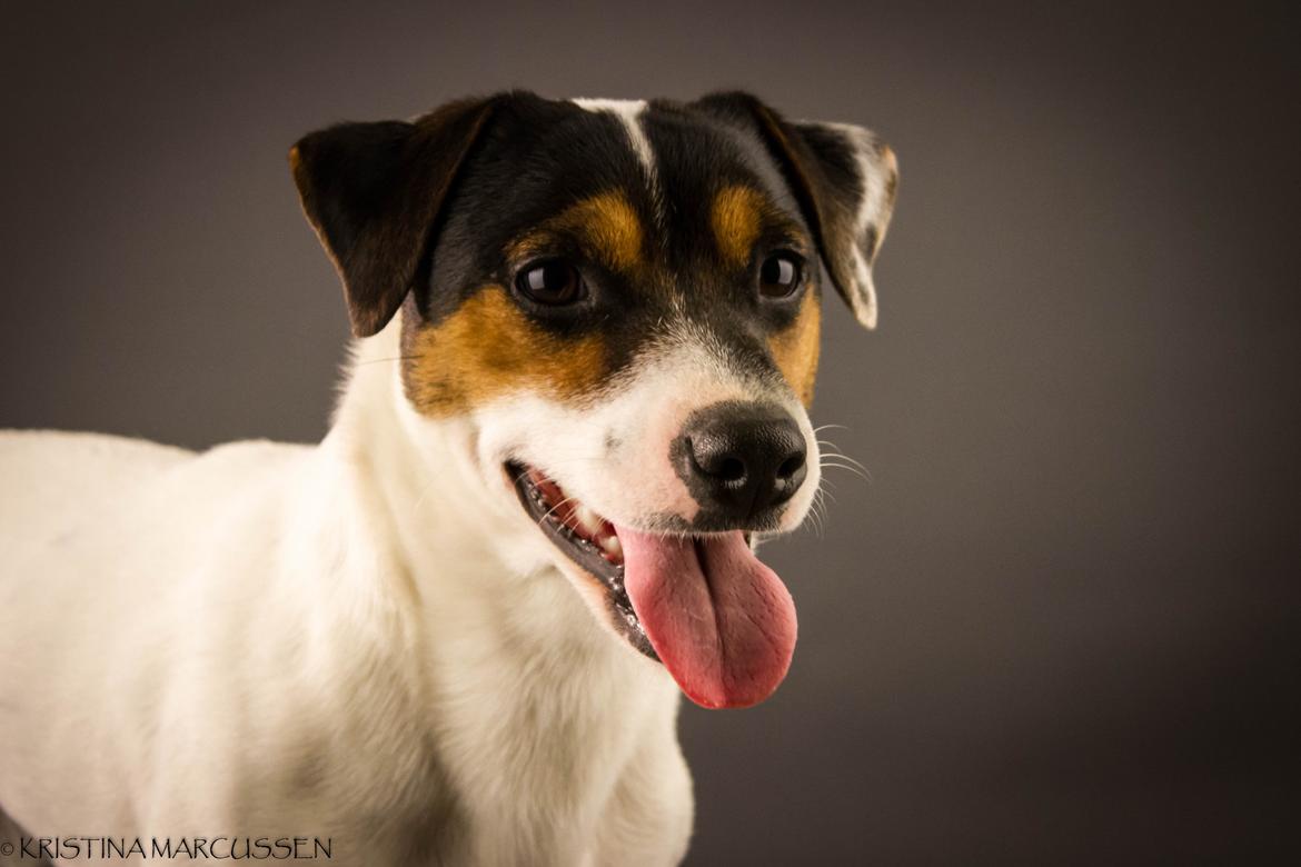 Jack russell terrier Kokos Alex - Alex feb. 2015 billede 5