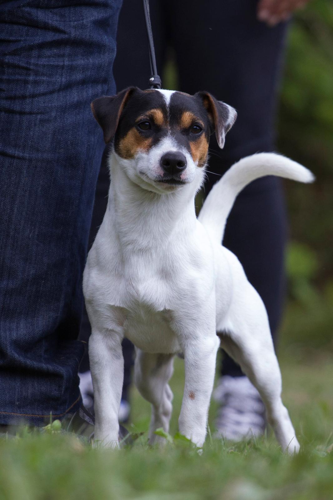 Jack russell terrier Kokos Alex - Alex udstilling 2014 billede 10