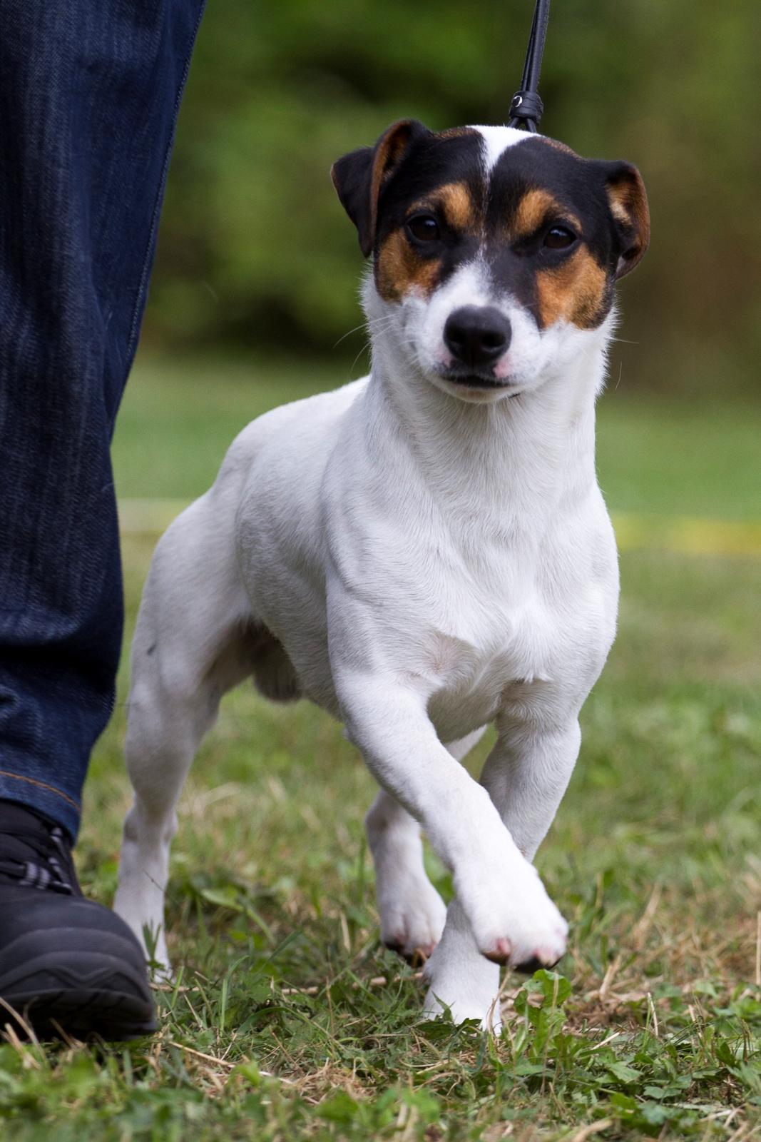Jack russell terrier Kokos Alex - Alex udstilling 2014 billede 11