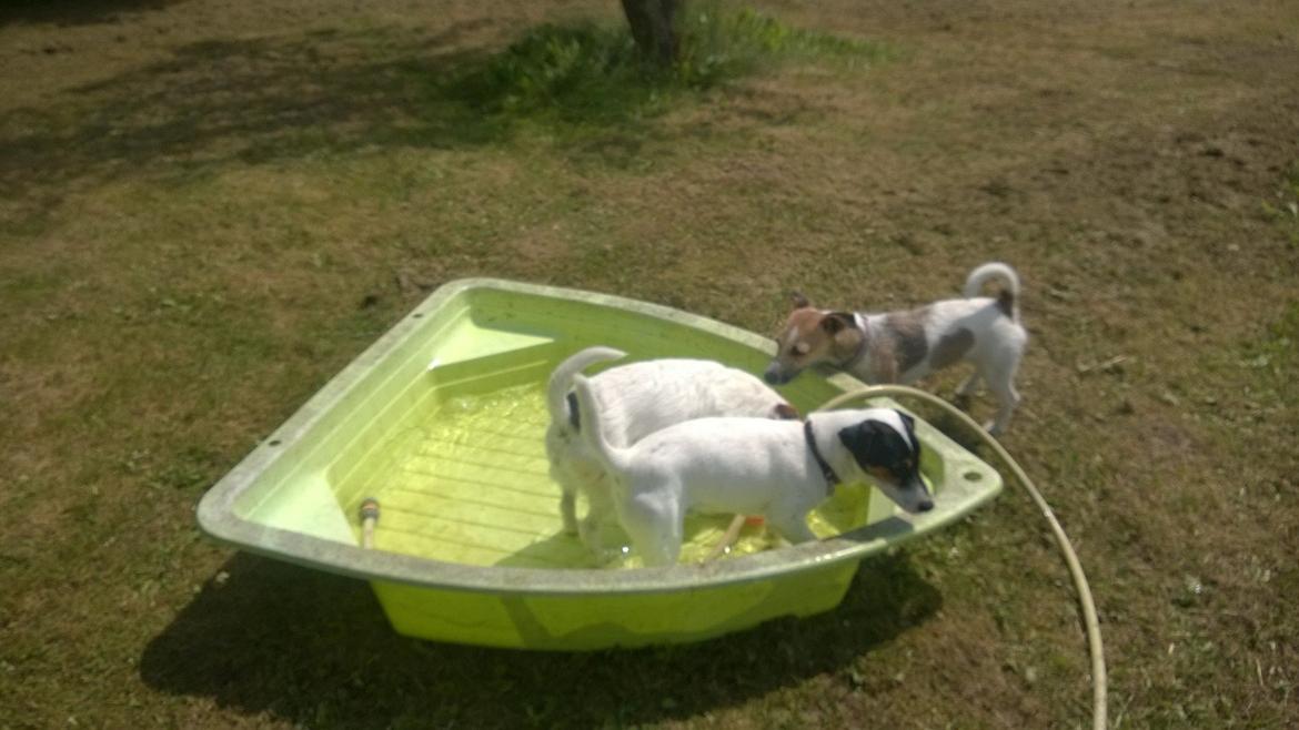 Jack russell terrier Kokos Alex - Alex elsker alt der har med vand at gøre. sommer 2014 billede 14