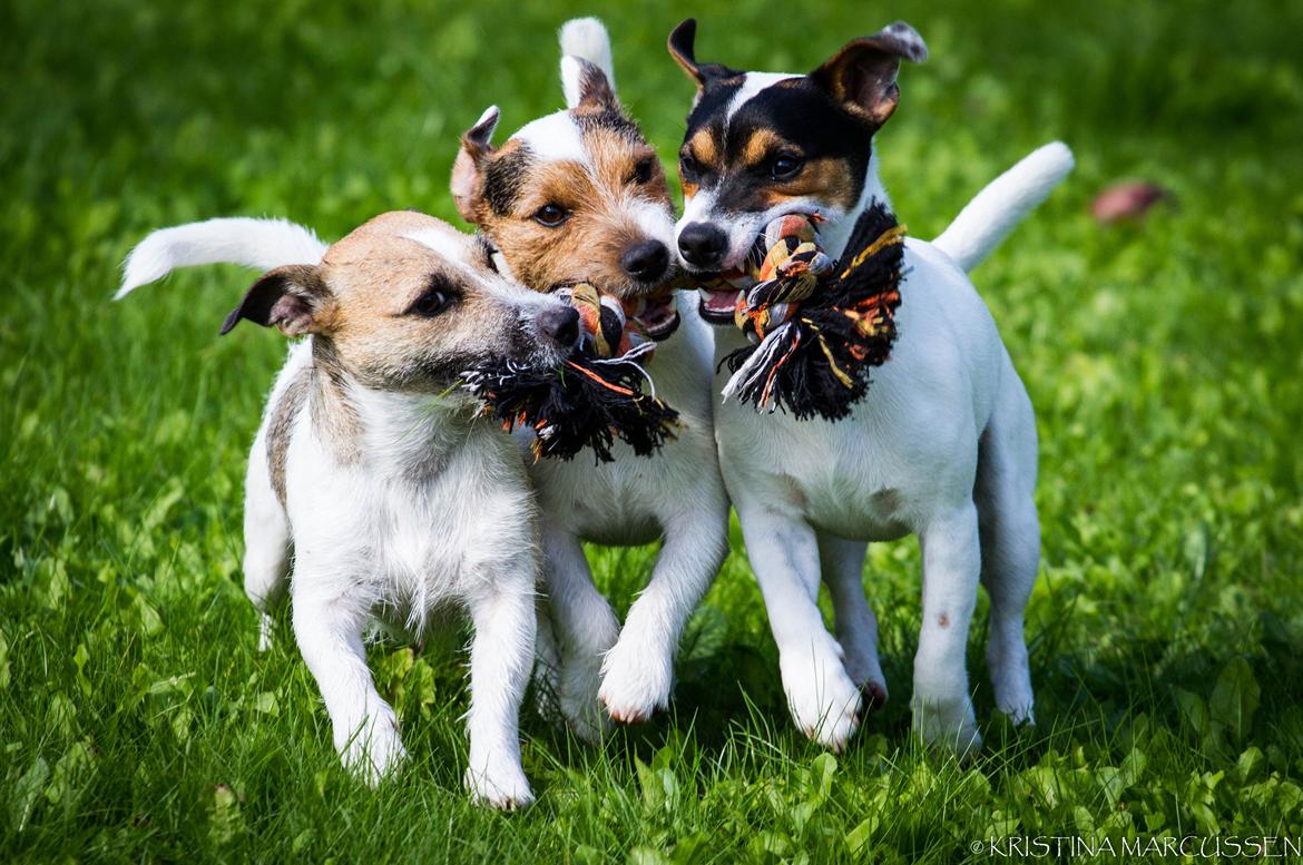 Jack russell terrier Kokos Alex - Tante Luna, far Milo og Alex sommer 2014 billede 12