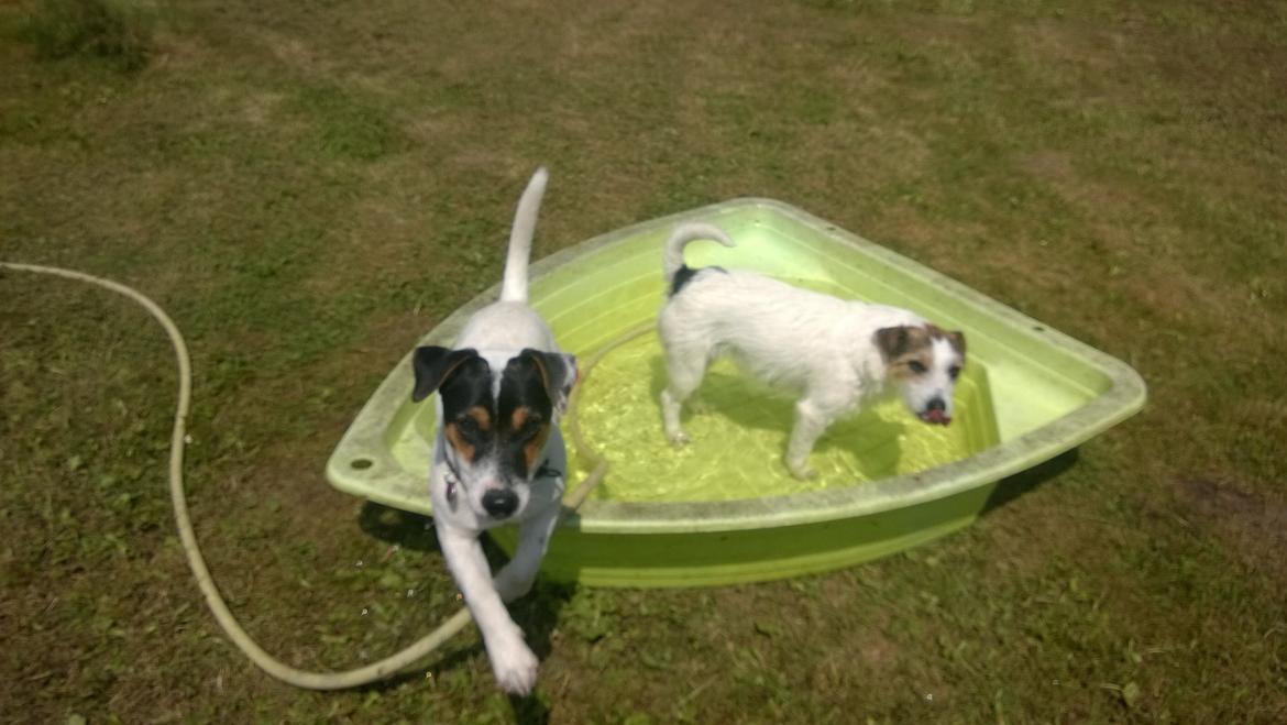 Jack russell terrier Kokos Alex - Alex og mor nanna sommer 2014 billede 15