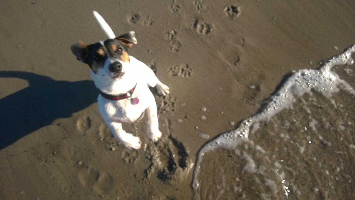 Jack russell terrier Kokos Alex - Alex ved stranden 2014 billede 19