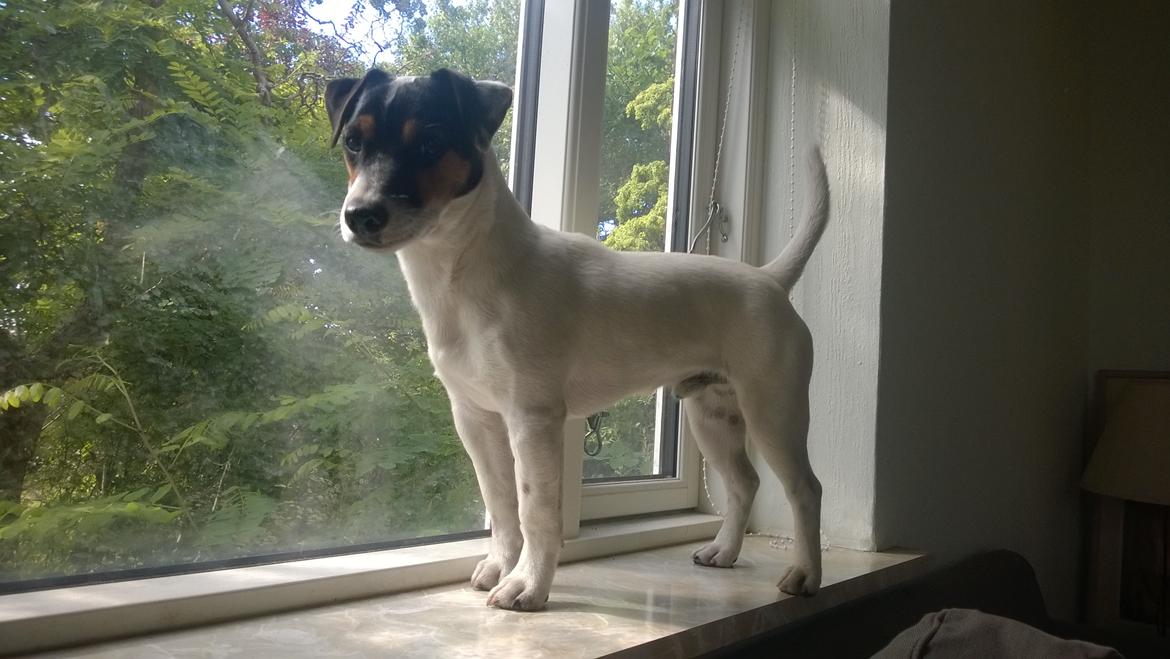 Jack russell terrier Kokos Alex - Alex omkring 7 måneder gammel. 2014 billede 25