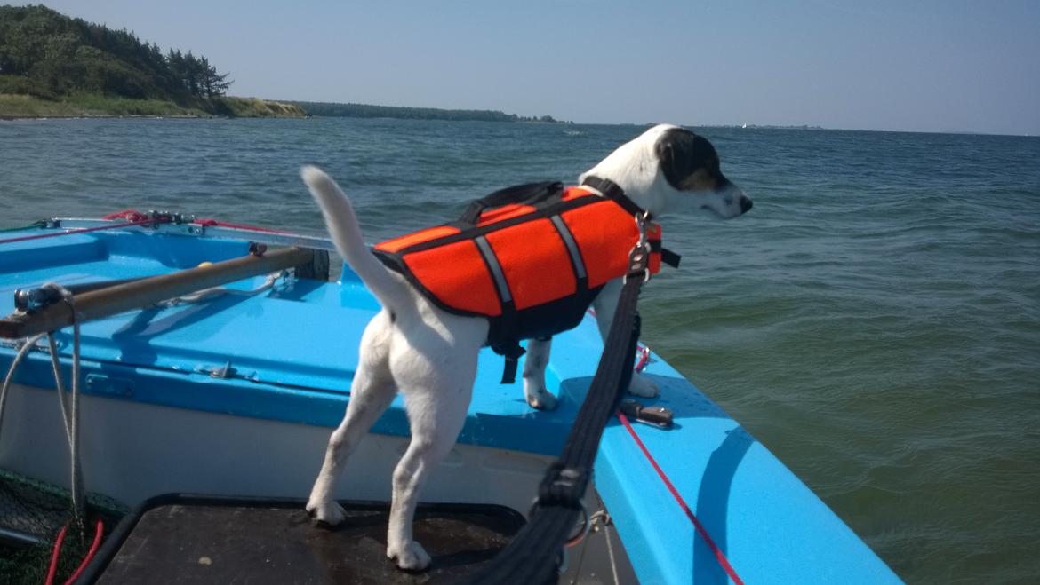 Jack russell terrier Kokos Alex - Skibshunden Alex sommer 2014 billede 17