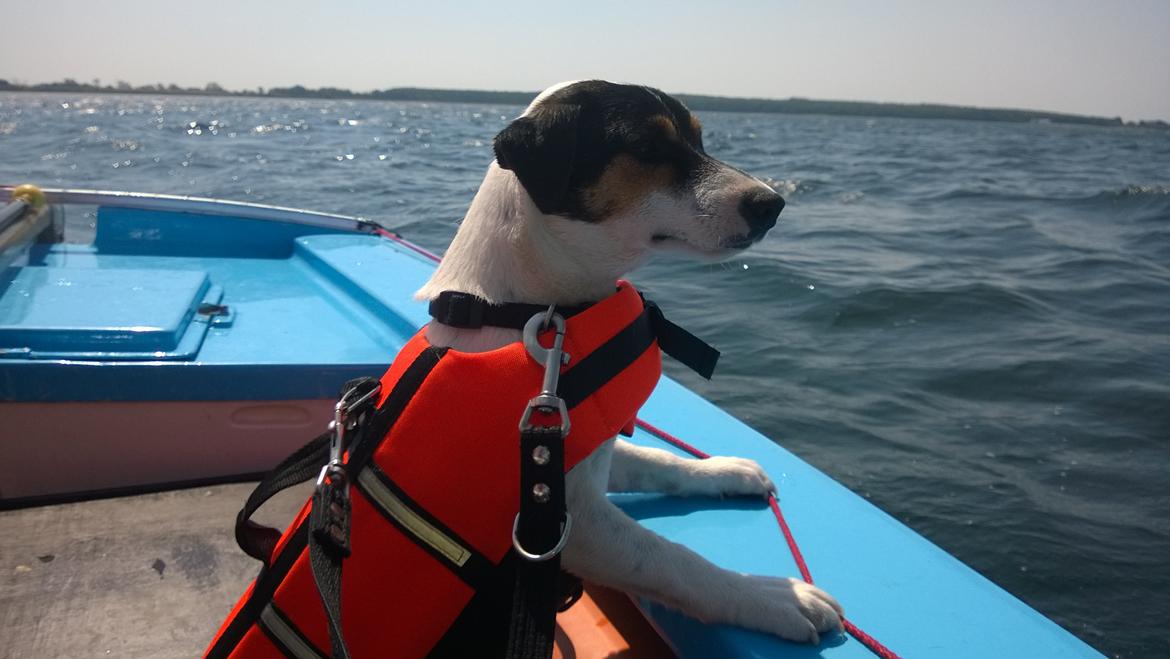 Jack russell terrier Kokos Alex - Skibshunden Alex sommer 2014 billede 18