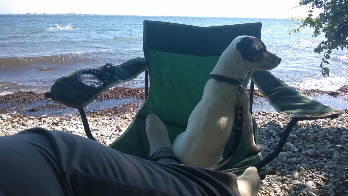 Jack russell terrier Kokos Alex - ved stranden sommer 2014 billede 20