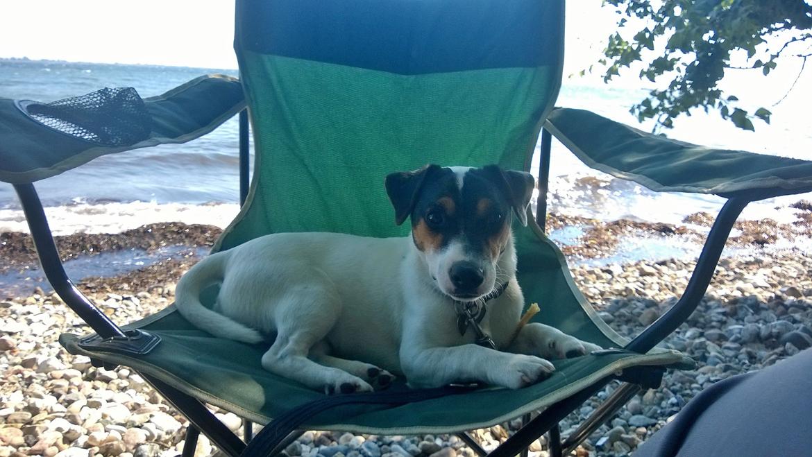 Jack russell terrier Kokos Alex - ved stranden sommer 2014 billede 21