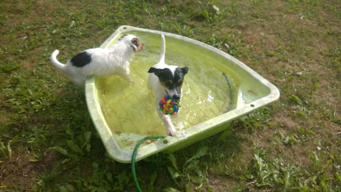 Jack russell terrier Kokos Alex - sommer 2014 billede 16