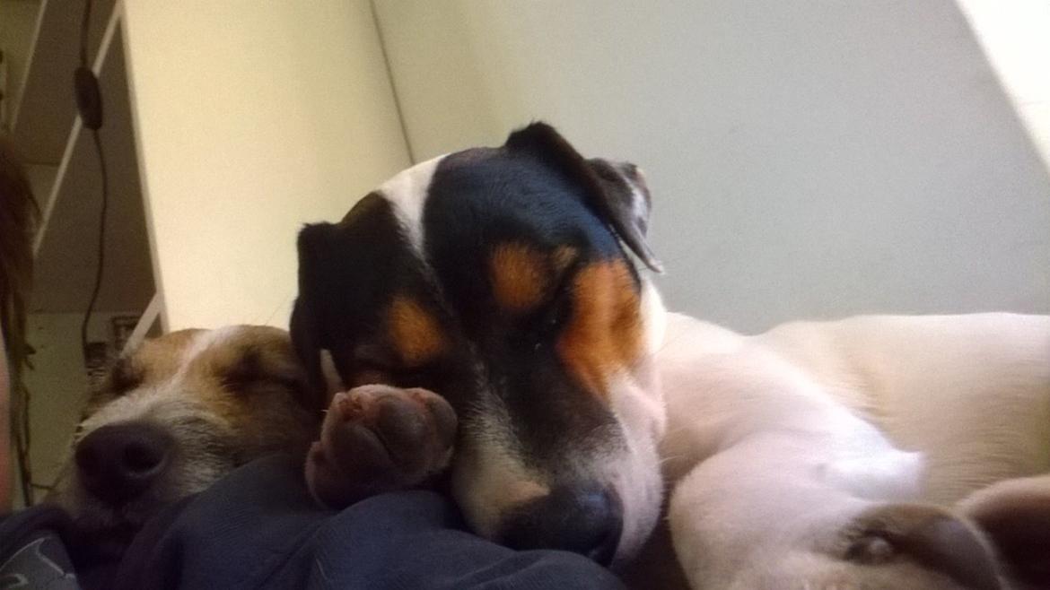 Jack russell terrier Kokos Alex - Alex og tante Luna vinter 2014 billede 6