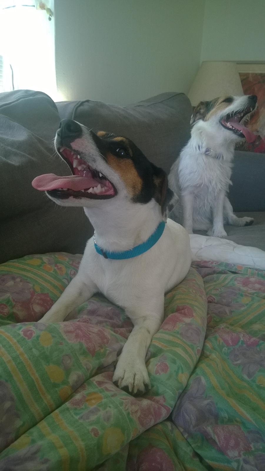 Jack russell terrier Kokos Alex - hedebølje sommer 2014 billede 13