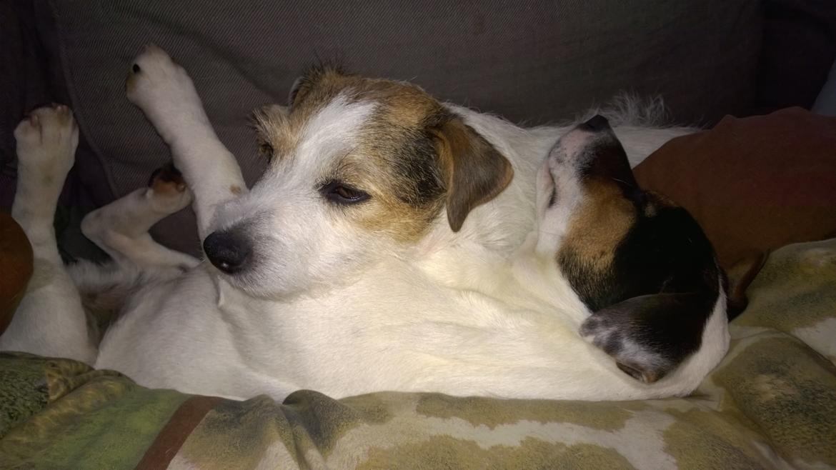 Jack russell terrier Kokos Alex - Hygge med mor Nanna vinter 2014 billede 9