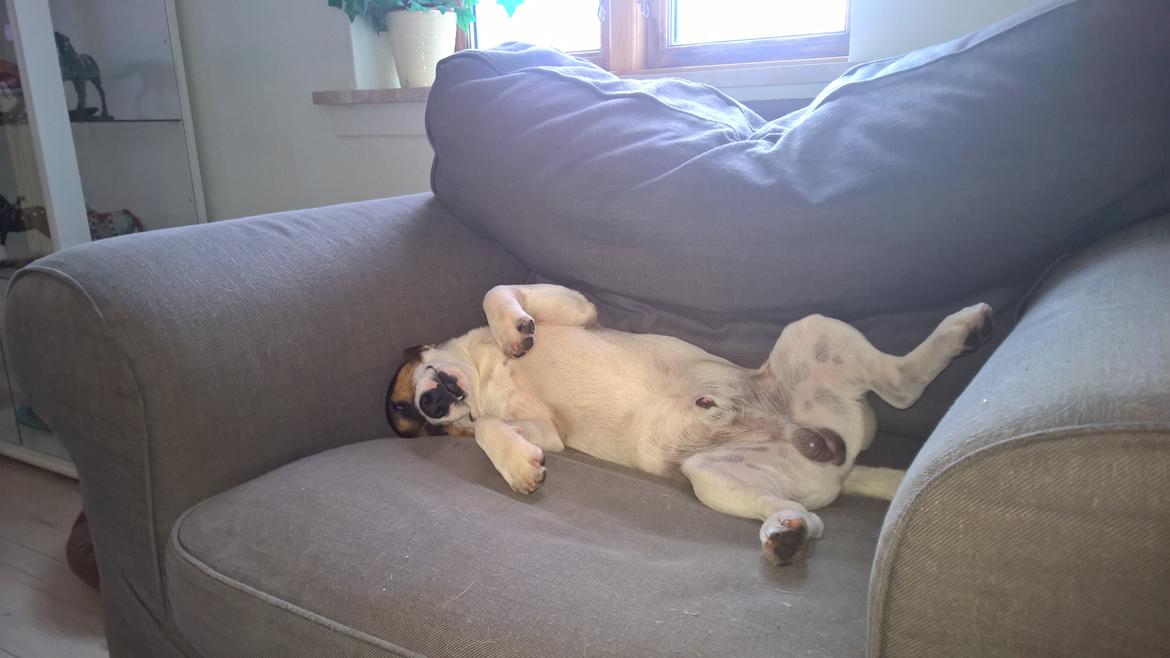 Jack russell terrier Kokos Alex - Alex i den bedste afslapnings stil. januar 2015 billede 23