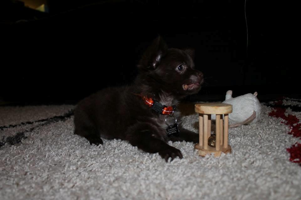 Chihuahua Boss billede 16