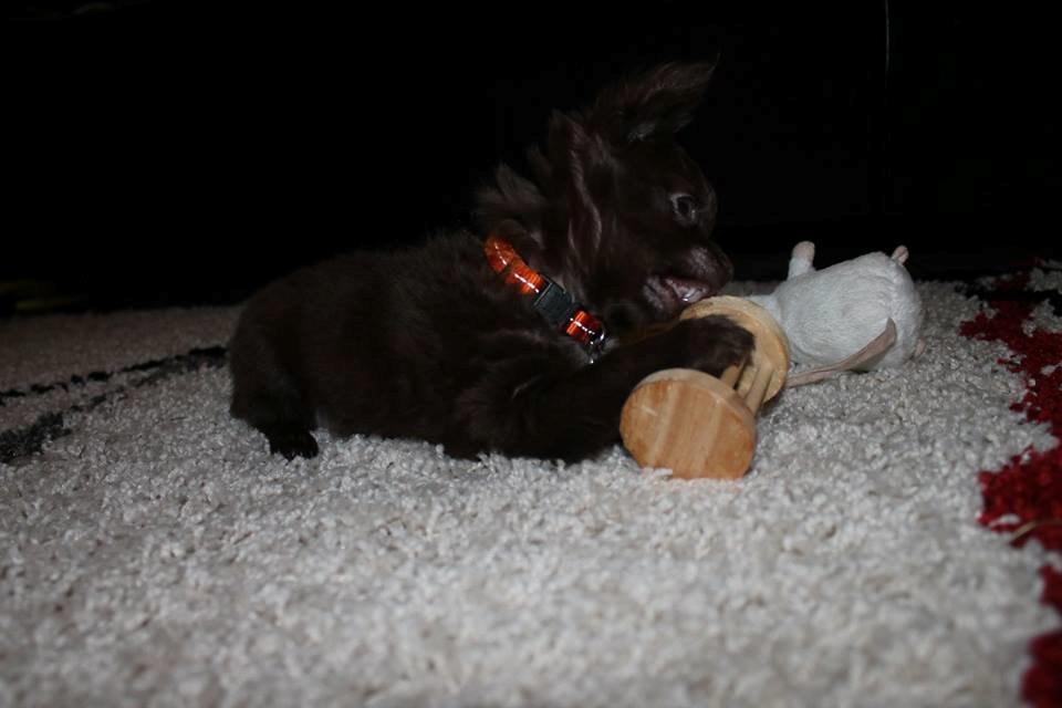 Chihuahua Boss billede 18