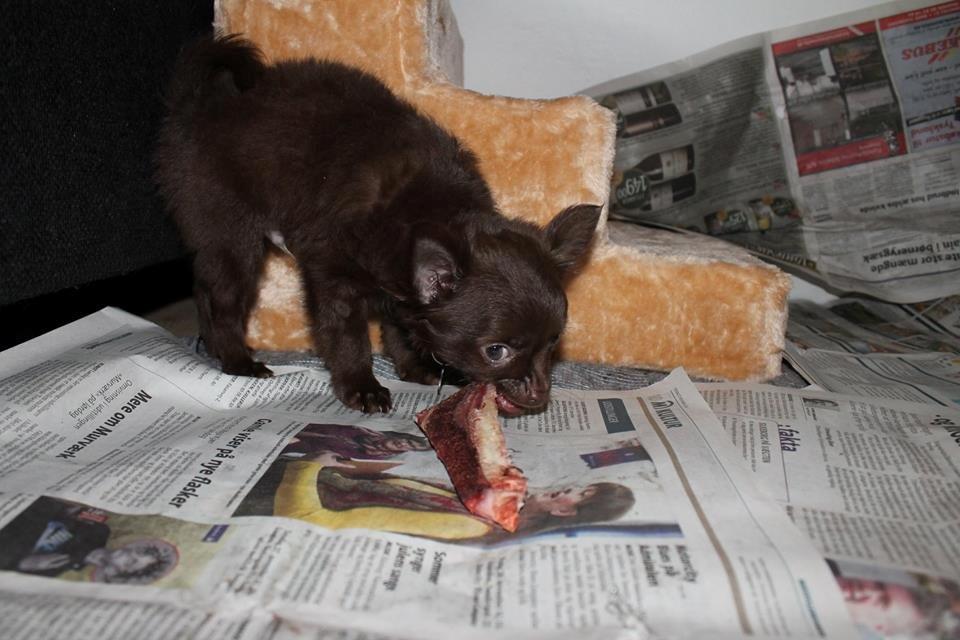 Chihuahua Boss billede 19