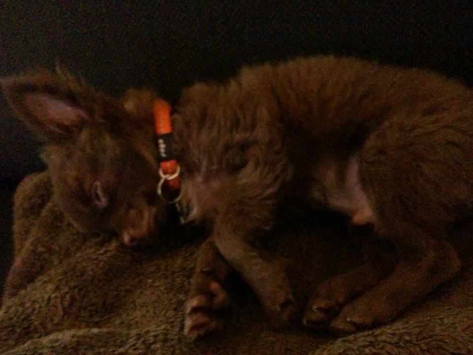 Chihuahua Boss billede 20