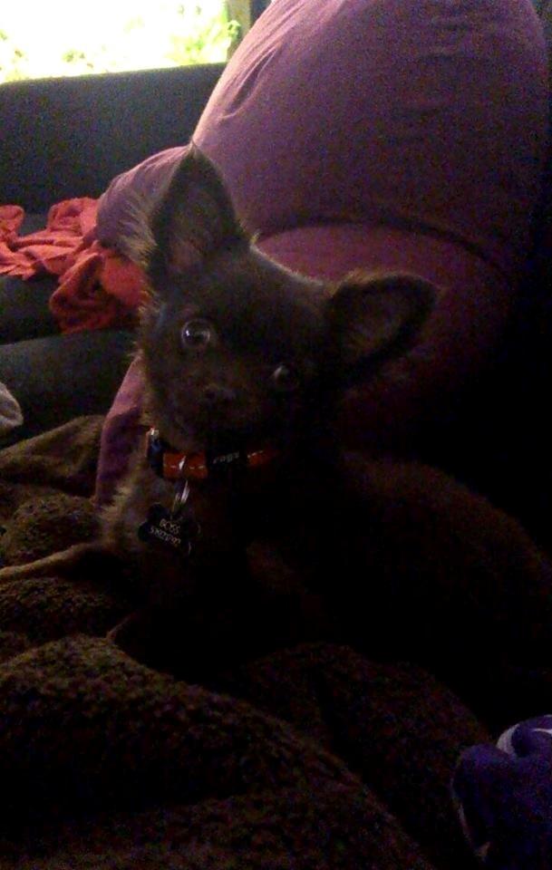 Chihuahua Boss billede 21