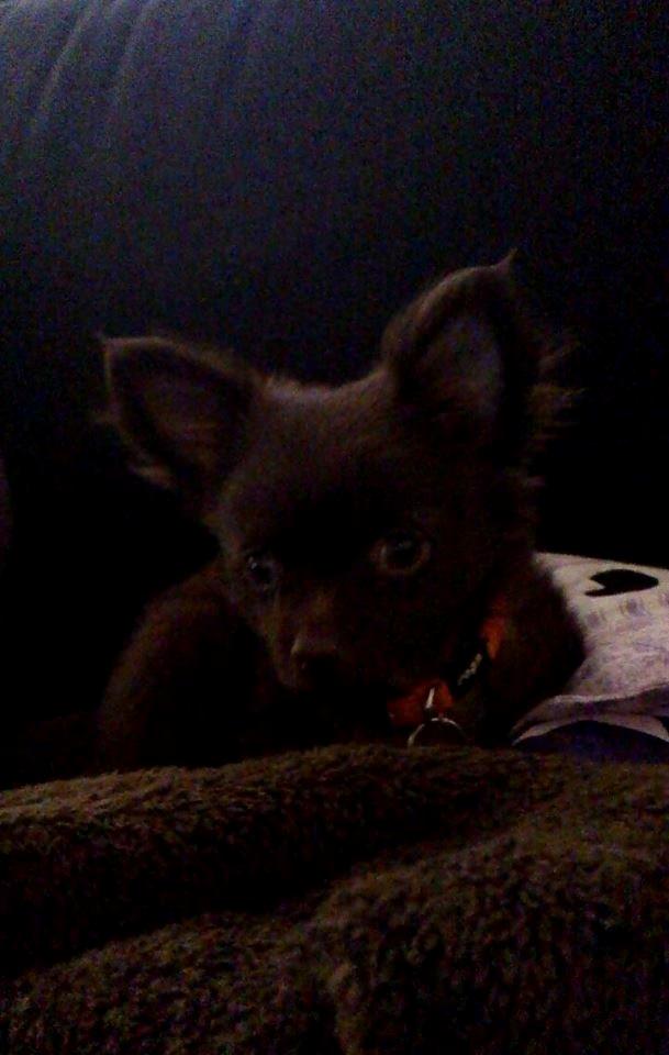 Chihuahua Boss billede 22