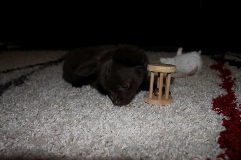 Chihuahua Boss billede 17