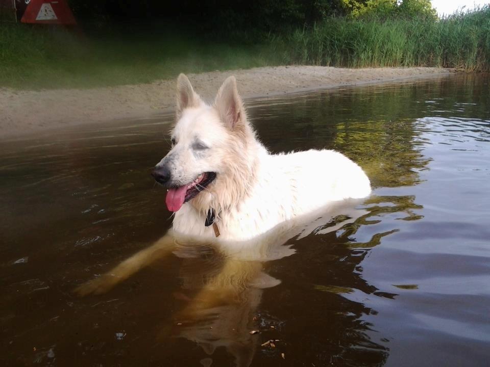 Hvid schæfer Valle billede 1