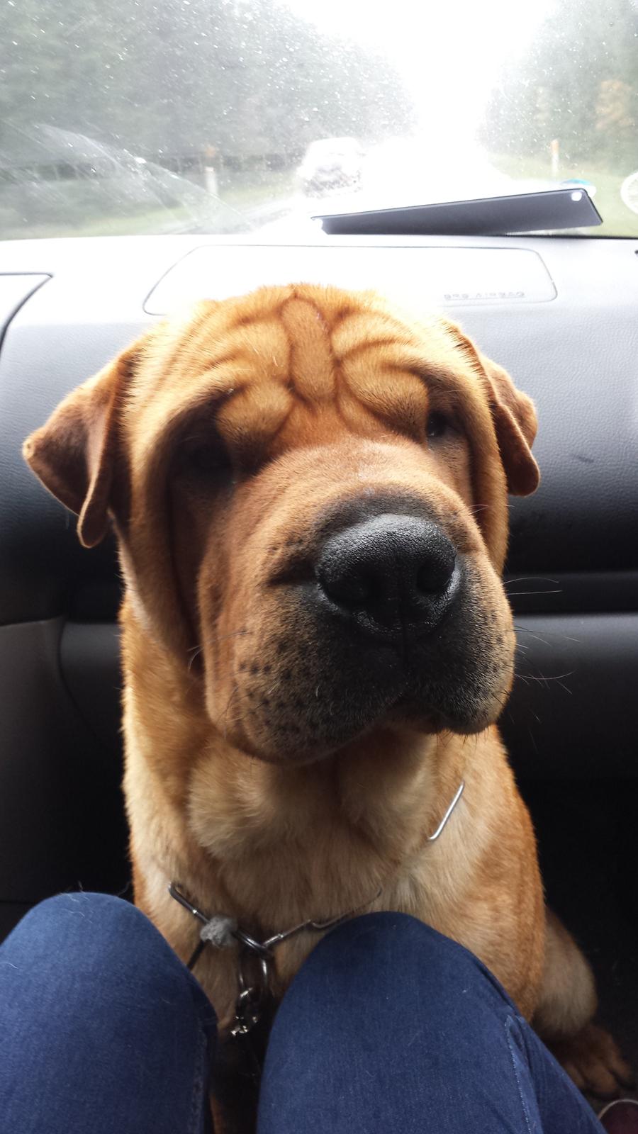 Shar pei milo billede 1