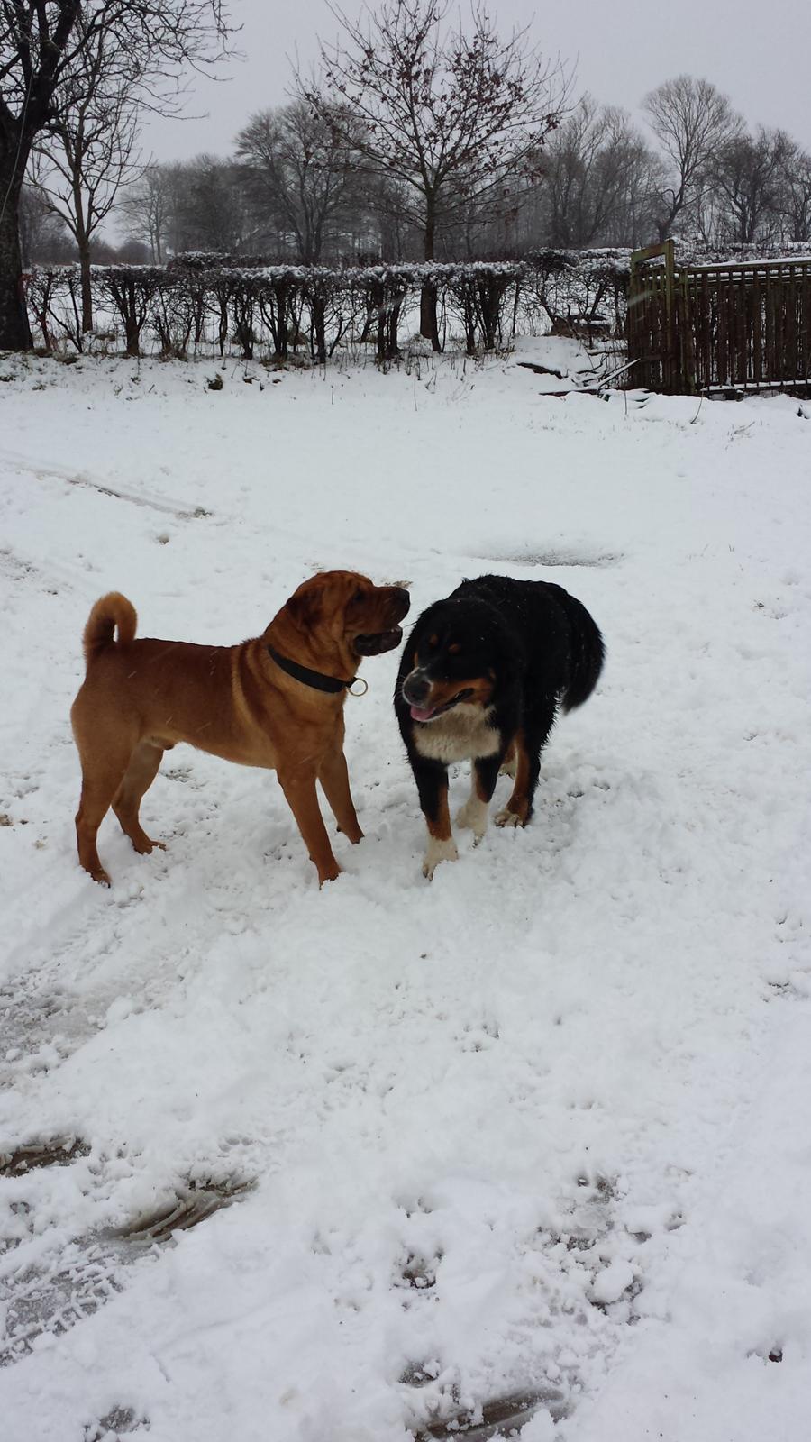 Shar pei milo billede 2