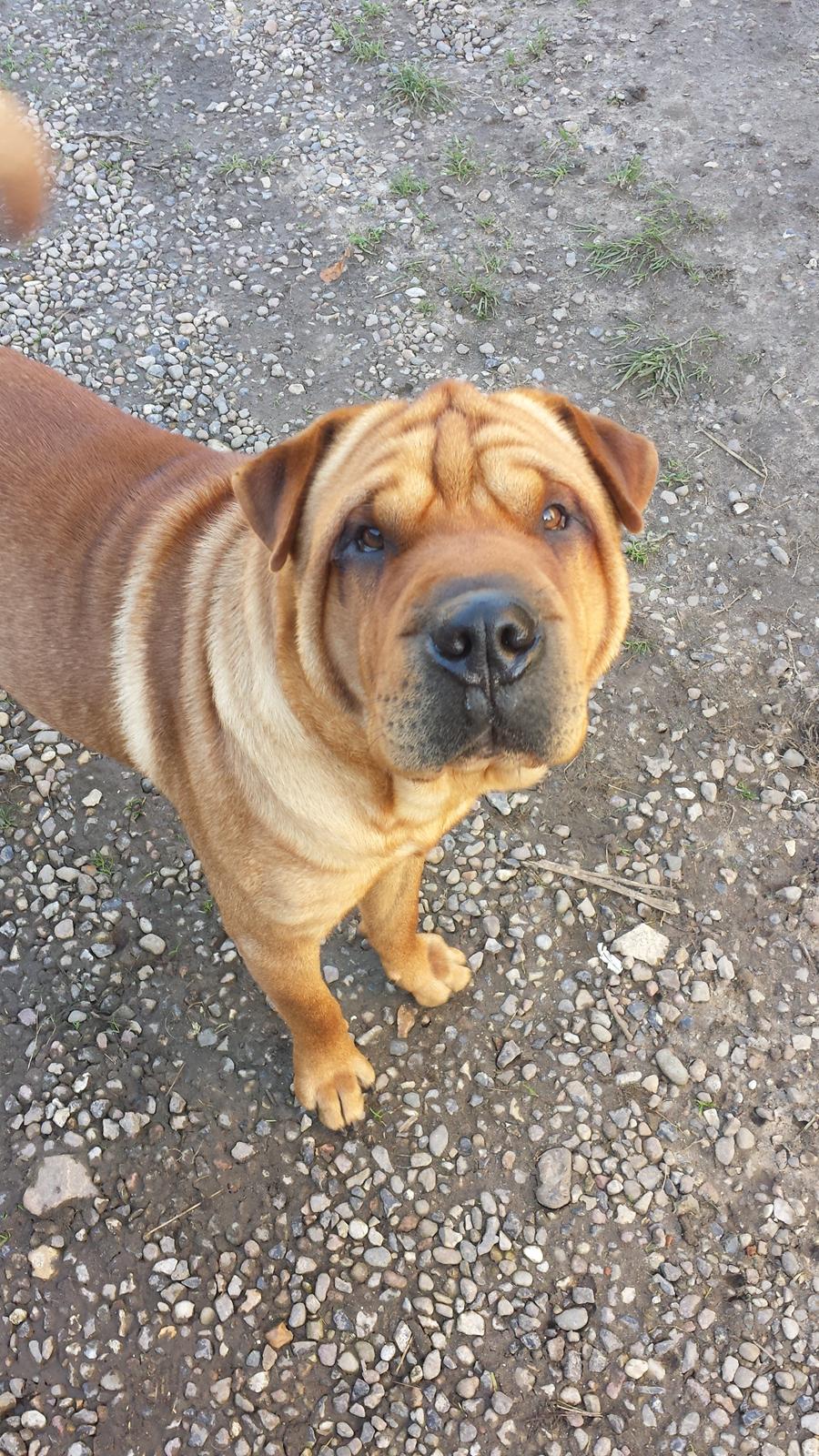 Shar pei milo billede 3