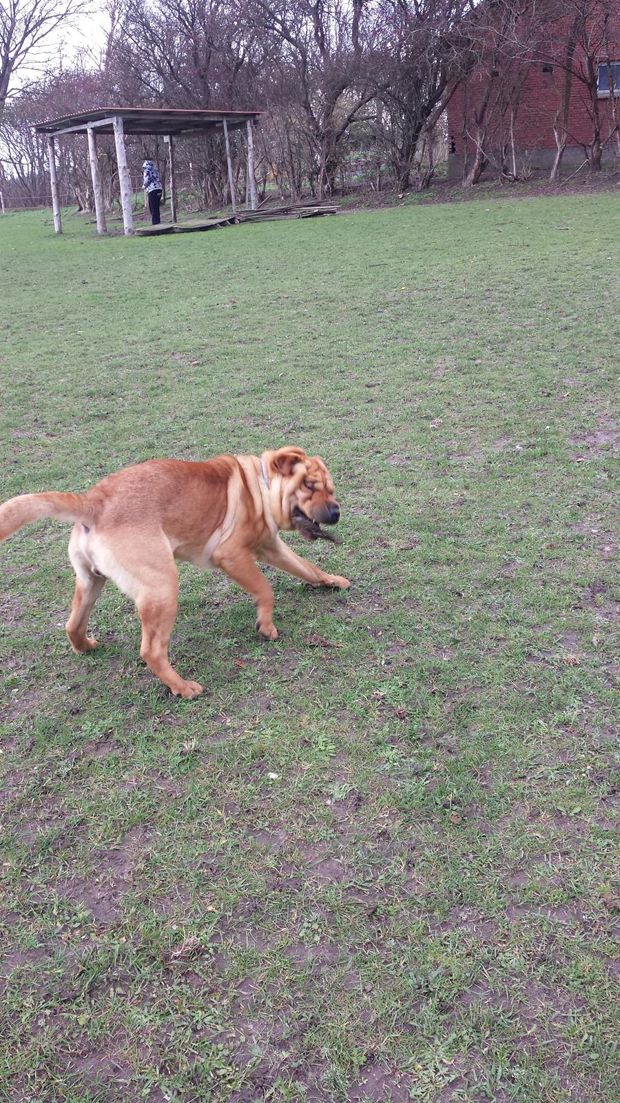 Shar pei milo billede 5