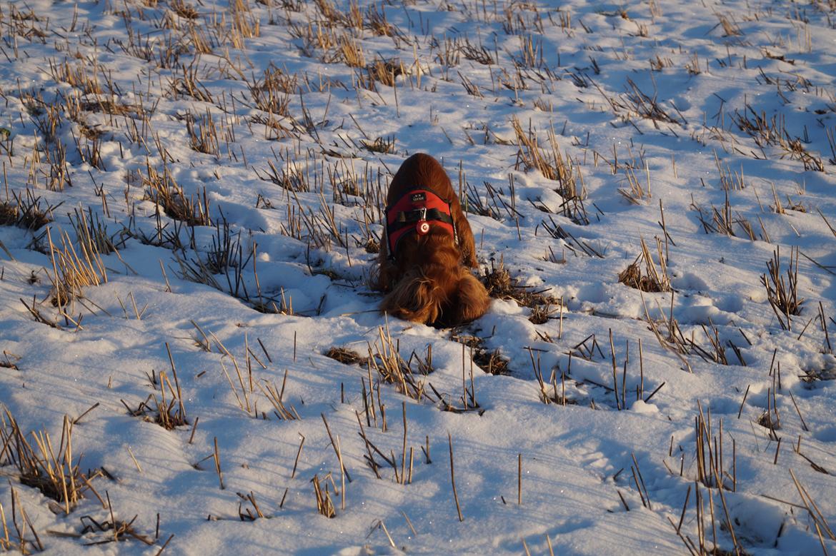 Cavalier king charles spaniel Wilma billede 24