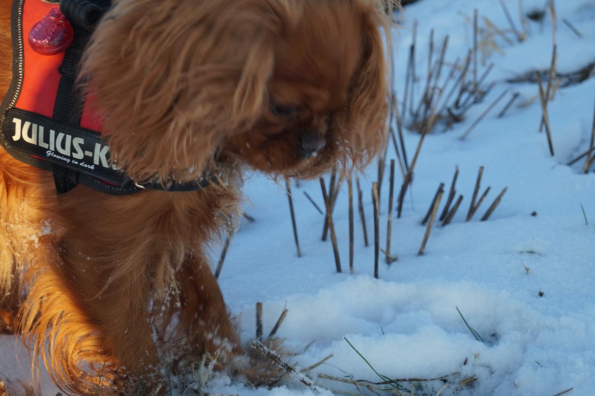 Cavalier king charles spaniel Wilma billede 26