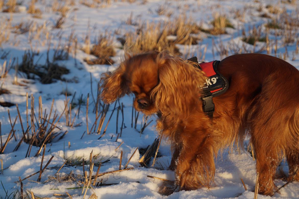 Cavalier king charles spaniel Wilma billede 25
