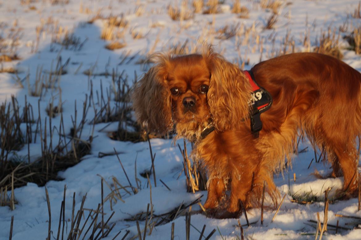 Cavalier king charles spaniel Wilma billede 27