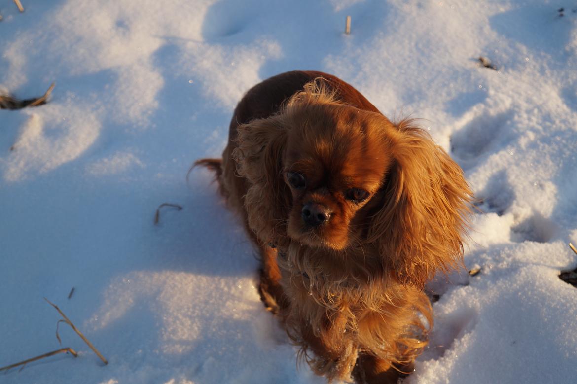 Cavalier king charles spaniel Wilma billede 29