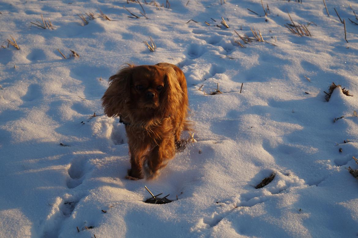 Cavalier king charles spaniel Wilma billede 28