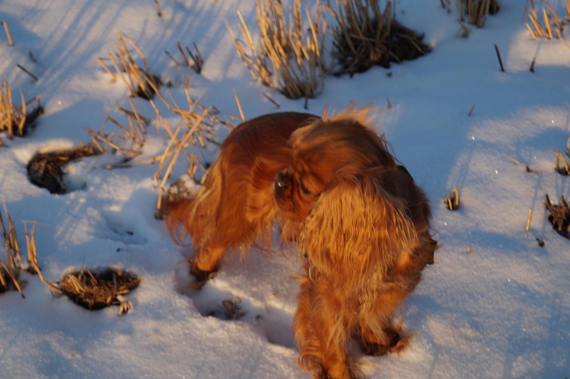 Cavalier king charles spaniel Wilma billede 30