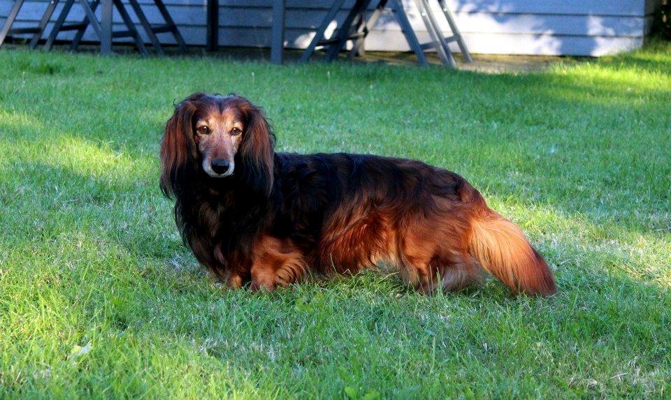 Gravhund Walter billede 8