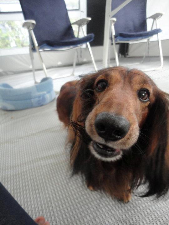 Gravhund Walter billede 13