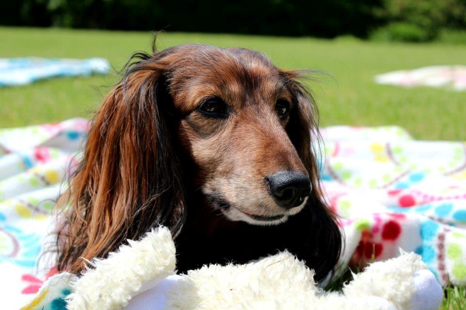 Gravhund Walter billede 1