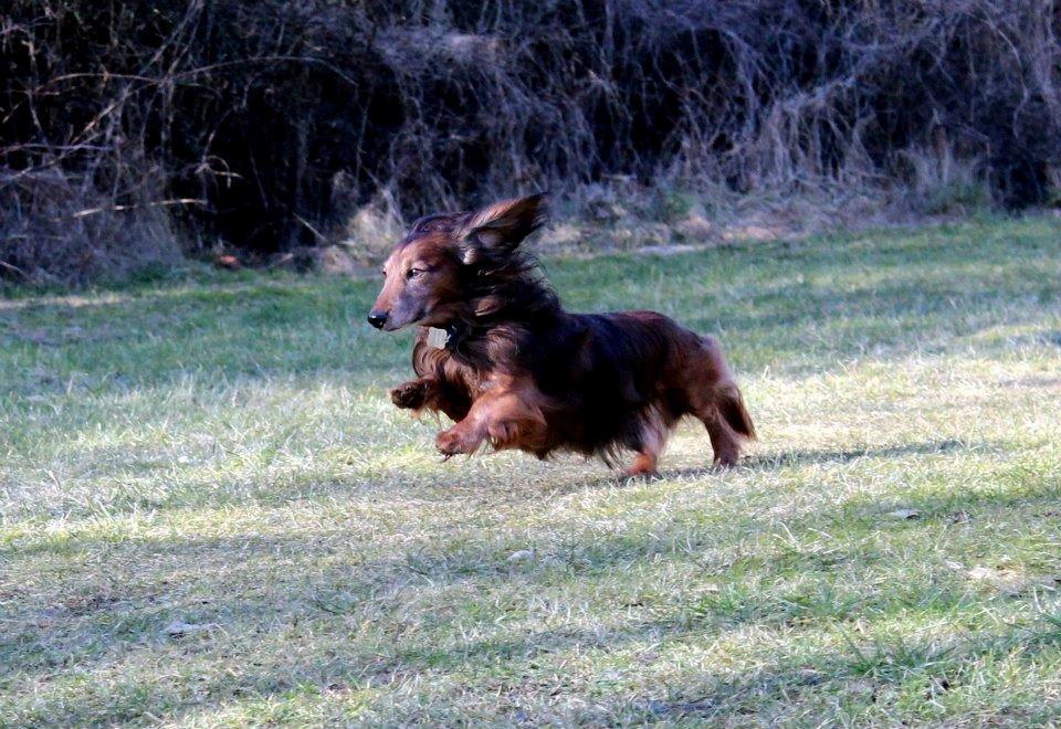 Gravhund Walter billede 19