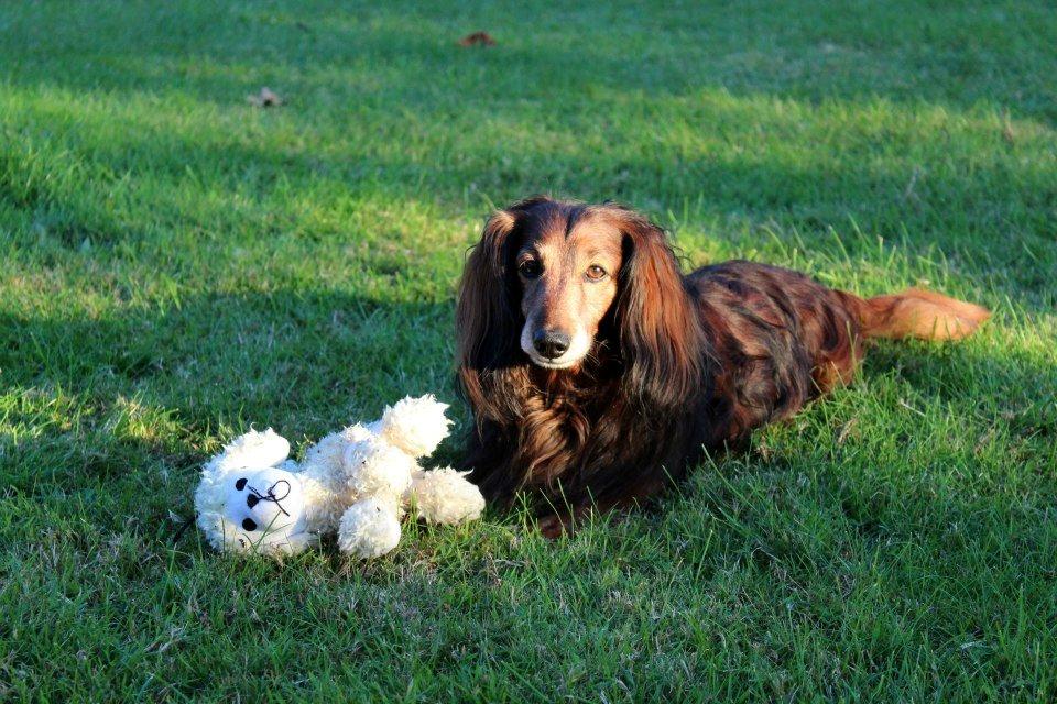 Gravhund Walter billede 22